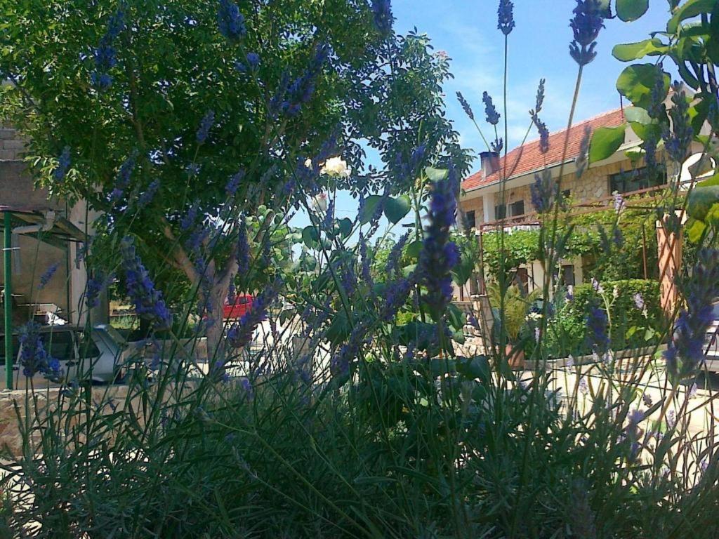 Apartments Sperka Jelsa  Dış mekan fotoğraf